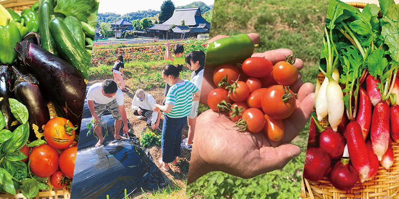 無農薬有機野菜づくり